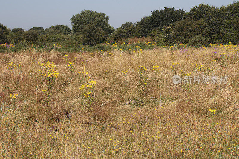 黄花草甸花卉交响Mitcham Common